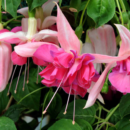 Fuchsia 'Bella Rosella'