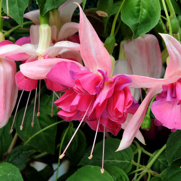 Fuchsia 'Bella Rosella'