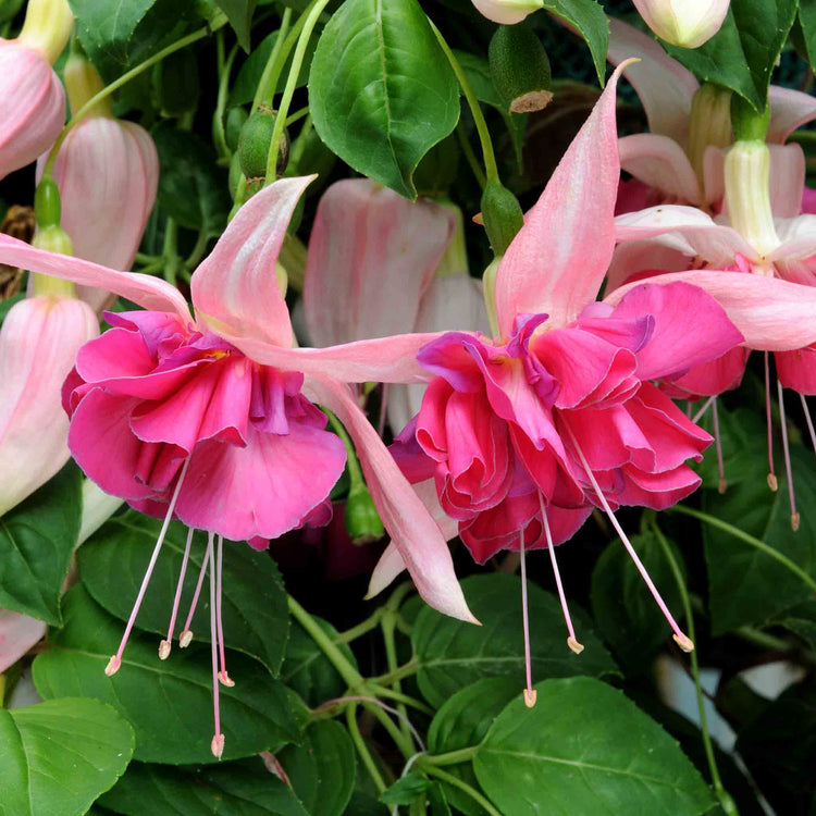 Fuchsia 'Bella Rosella'