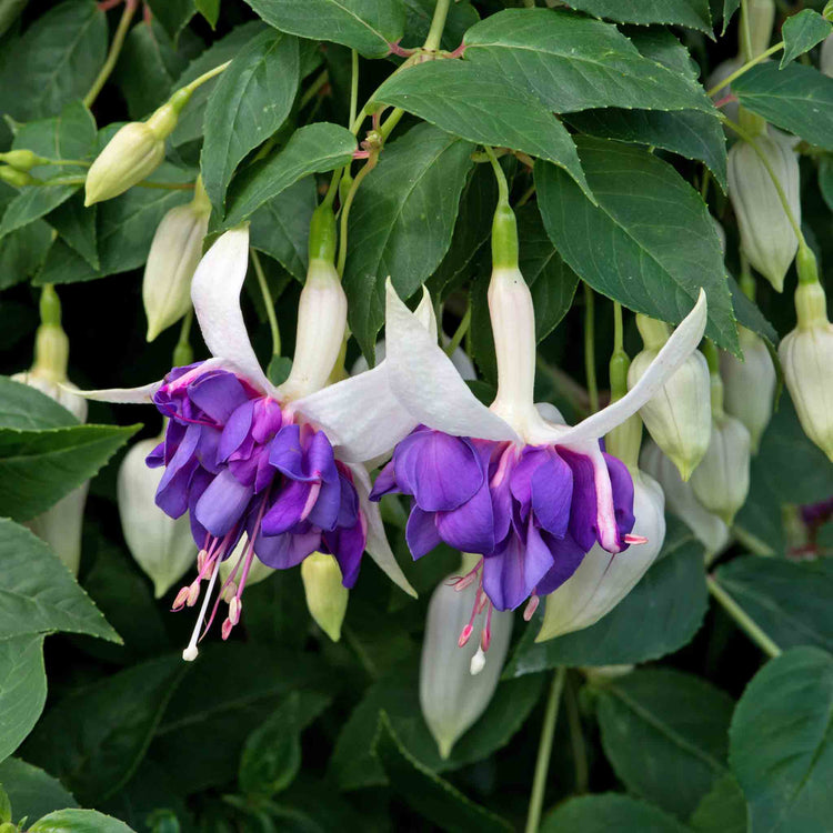 Fuchsia 'Southern Belles Deep Purple'