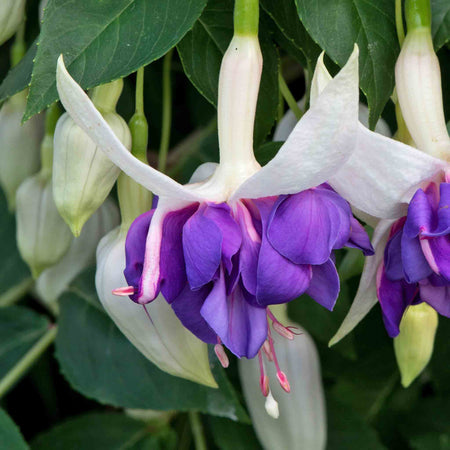 Fuchsia 'Southern Belles Deep Purple'