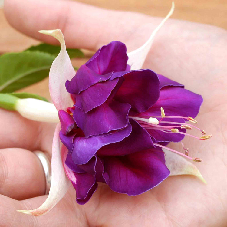 Fuchsia 'Southern Belles Deep Purple'