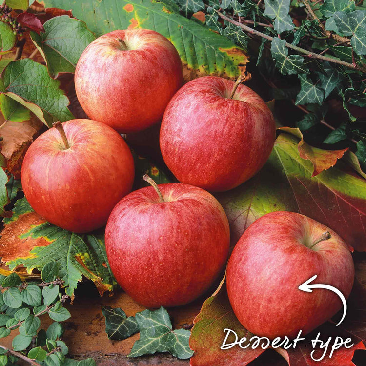 Apple 'Gala'