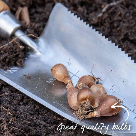 Double Snowdrop Bulbs 'Flore Pleno'