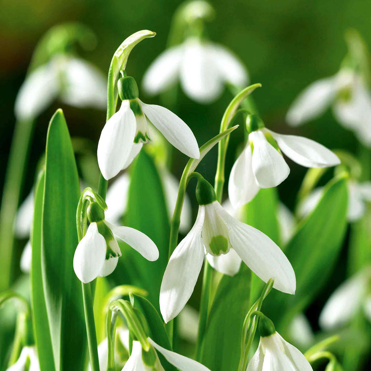Giant Snowdrop (Galanthus Elwesii) Bulbs