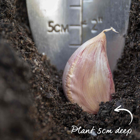 Garlic 'Morado' (Autumn Planting)