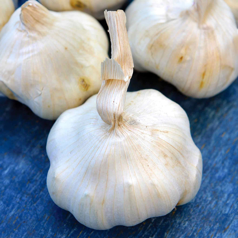Garlic ‘Provence Wight’ (Autumn Planting)