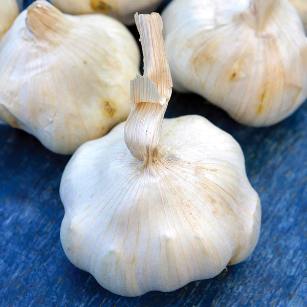 Garlic ‘Provence Wight’ (Autumn Planting)