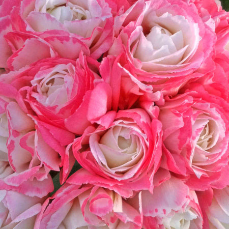 Geranium 'Apple Blossom'