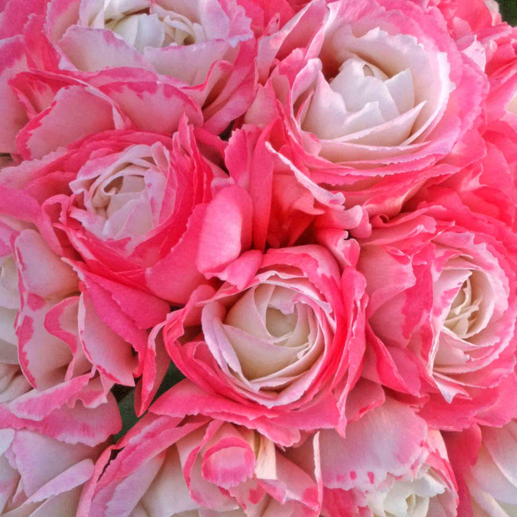 Geranium 'Apple Blossom'