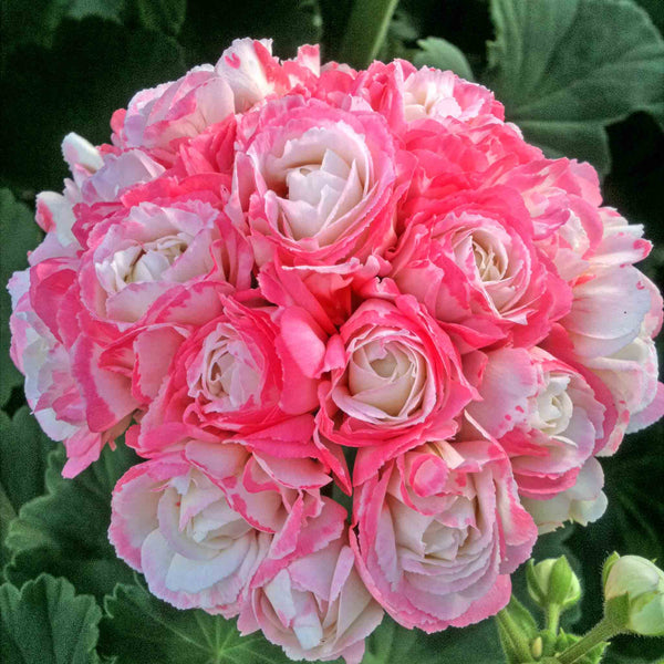 Geranium 'Apple Blossom'