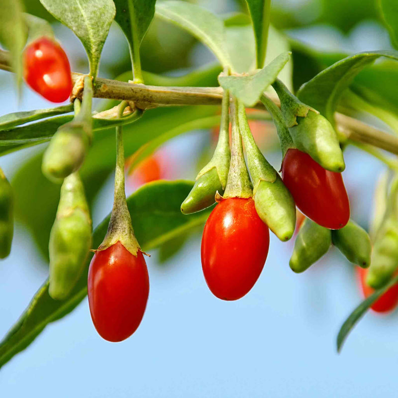 Goji Berry Plant