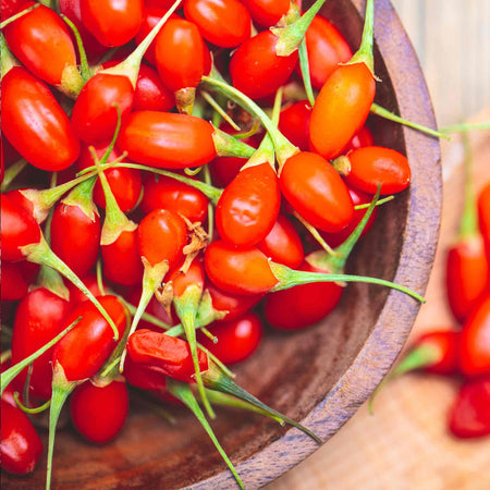 Goji Berry Plant