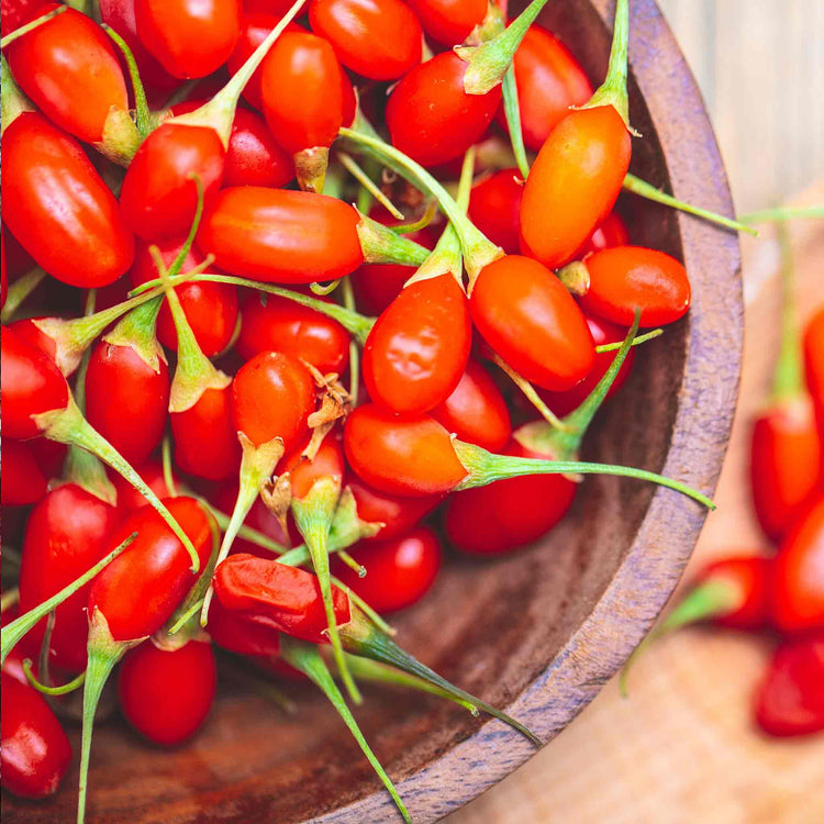 Goji Berry Plant