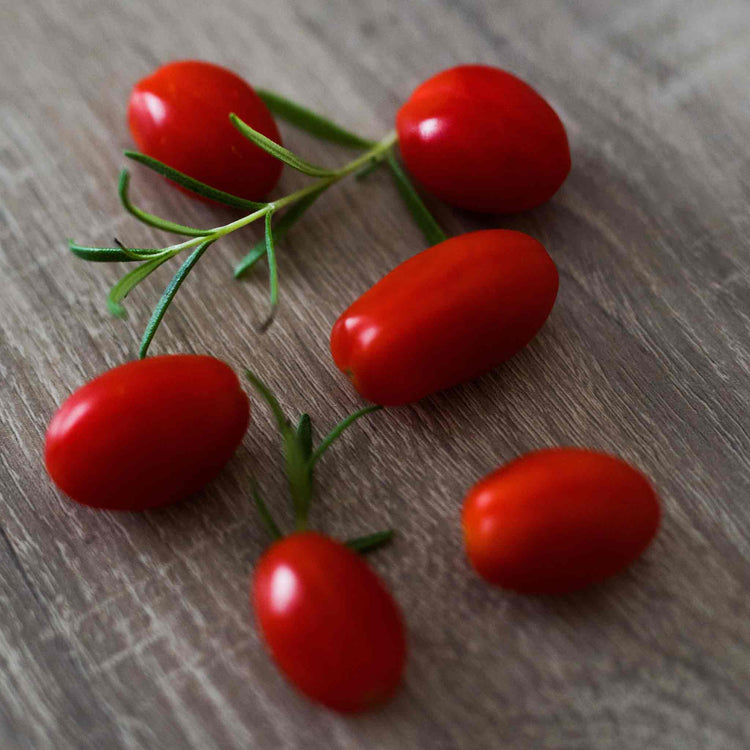Goji Berry Plant