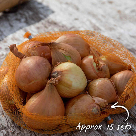 Shallot ‘Golden Gourmet’ (Spring Planting)