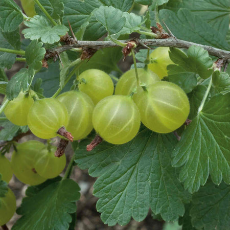 Gooseberry Bush Collection