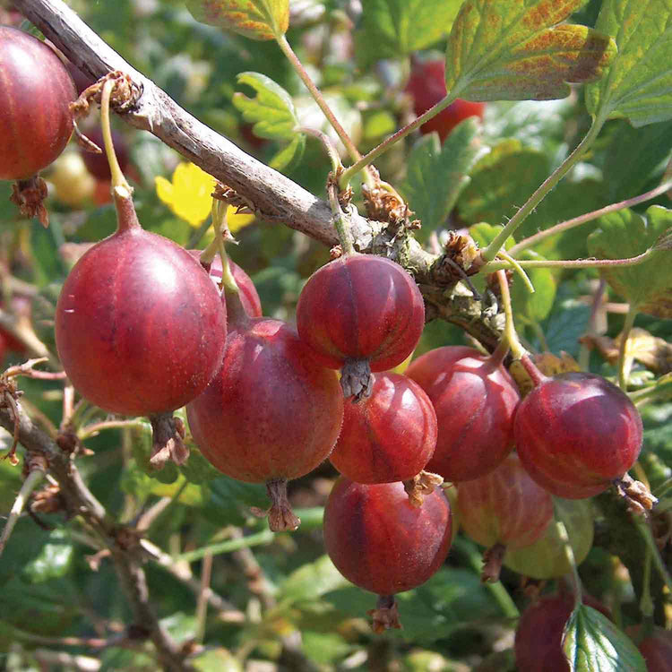 Gooseberry Bush Collection