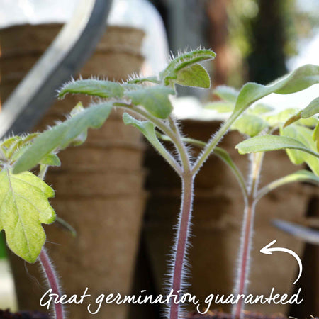 Cordon Tomato Seeds 'Gardener's Delight'
