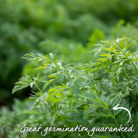 Carrot Seeds 'Resistafly' F1