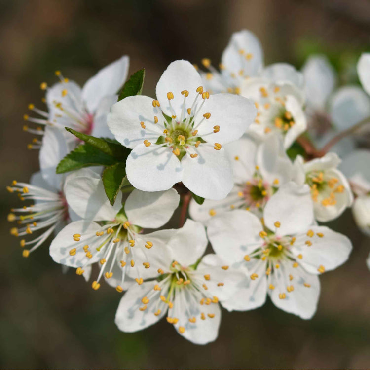 Plum 'Victoria'