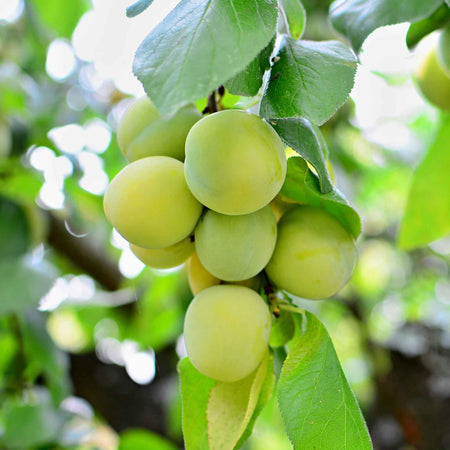Greengage 'Old Green Gage'