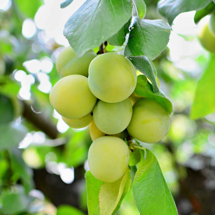 Greengage 'Old Green Gage'