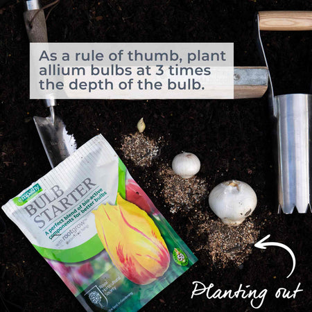 Marshalls 'Ultimate Allium'  Collection
