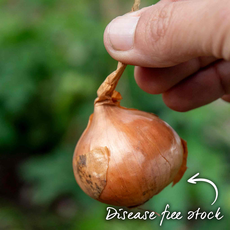 Shallot ‘Red Sun’ (Spring Planting)