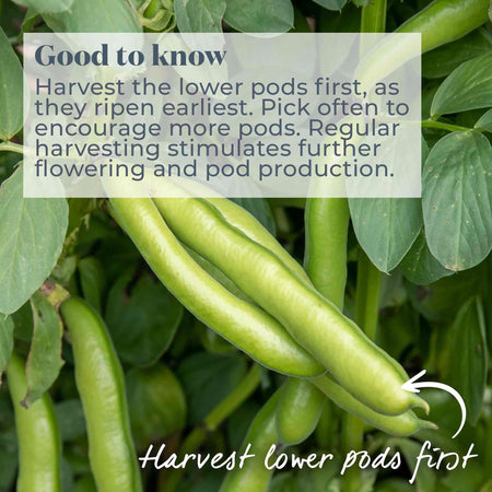 Broad Bean Seeds 'Meteor Vroma'