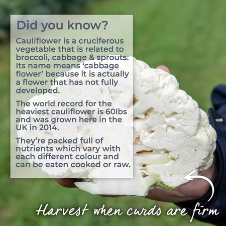 Cauliflower Seeds 'Skywalker'