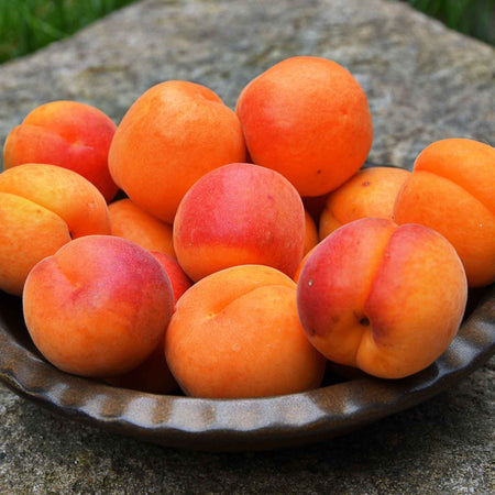 Apricot 'Moorpark'