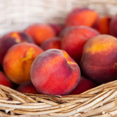 Patio Peach 'Crimson'