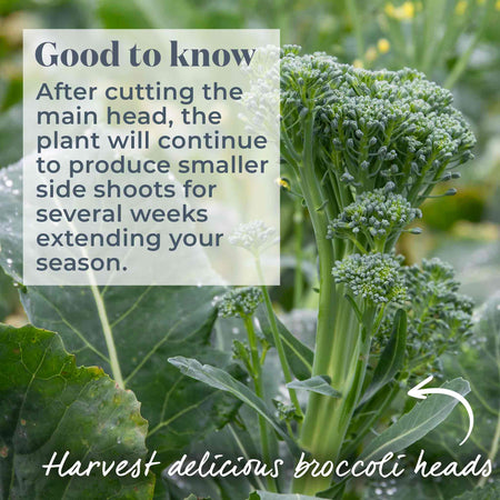 Broccoli 'Marathon'