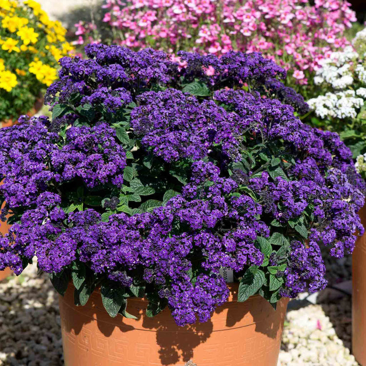 Heliotrope 'Honey Blue'