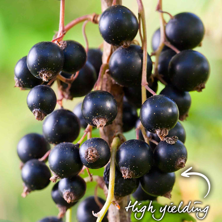 Blackcurrant 'Titania'