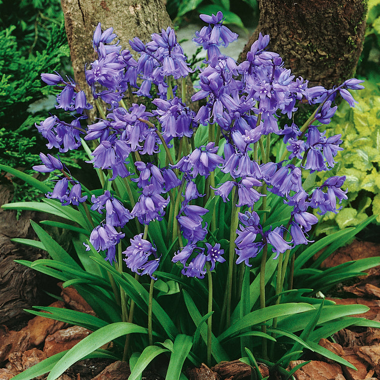 British Native Bluebells Bulbs in the Green