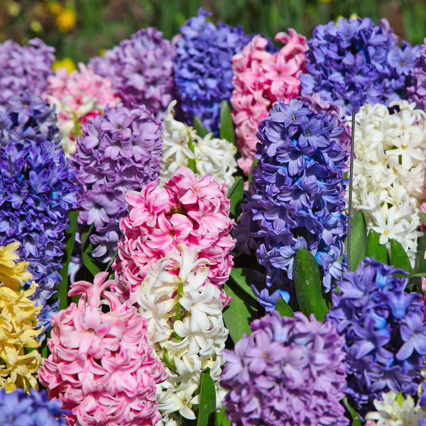 Hyacinths 'Mixed Collection'