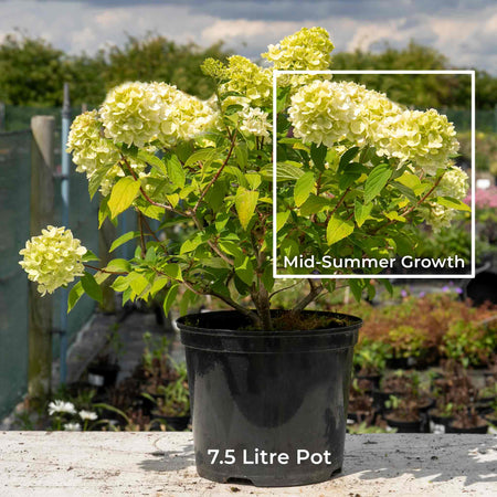 Hydrangea 'Mojito'