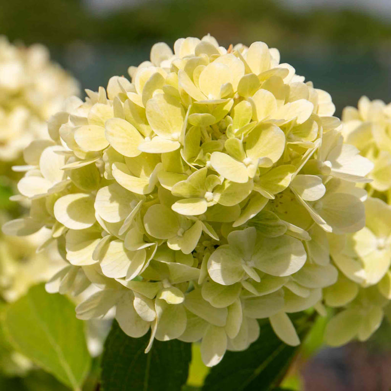 Hydrangea 'Mojito'