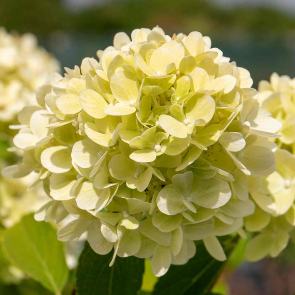 Hydrangea 'Mojito'