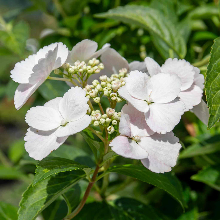 Hydrangea 'Runaway Bride'