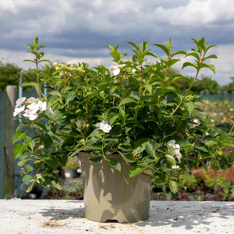 Hydrangea 'Runaway Bride'