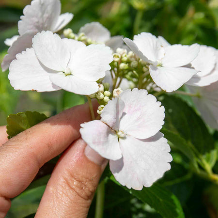Hydrangea 'Runaway Bride'
