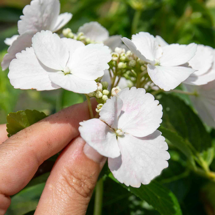 Hydrangea 'Runaway Bride'
