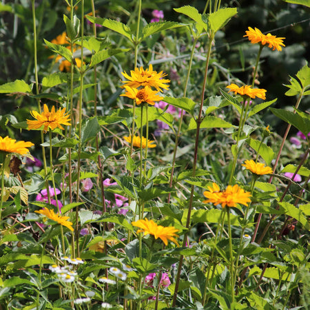 Jerusalem Artichoke Tuber 'Fuseau'