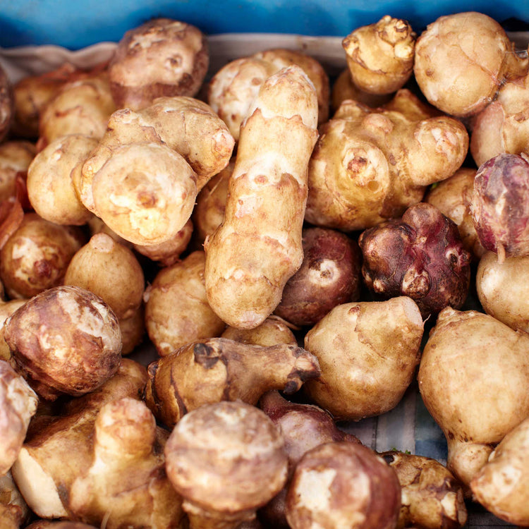Jerusalem Artichoke Tuber 'Fuseau'
