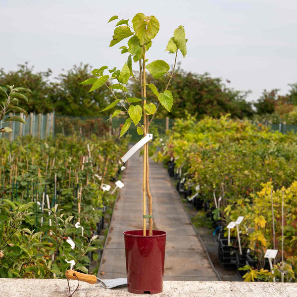 Mulberry Bush 'King James' 3L (syn Morus nigra ‘Chelsea’)