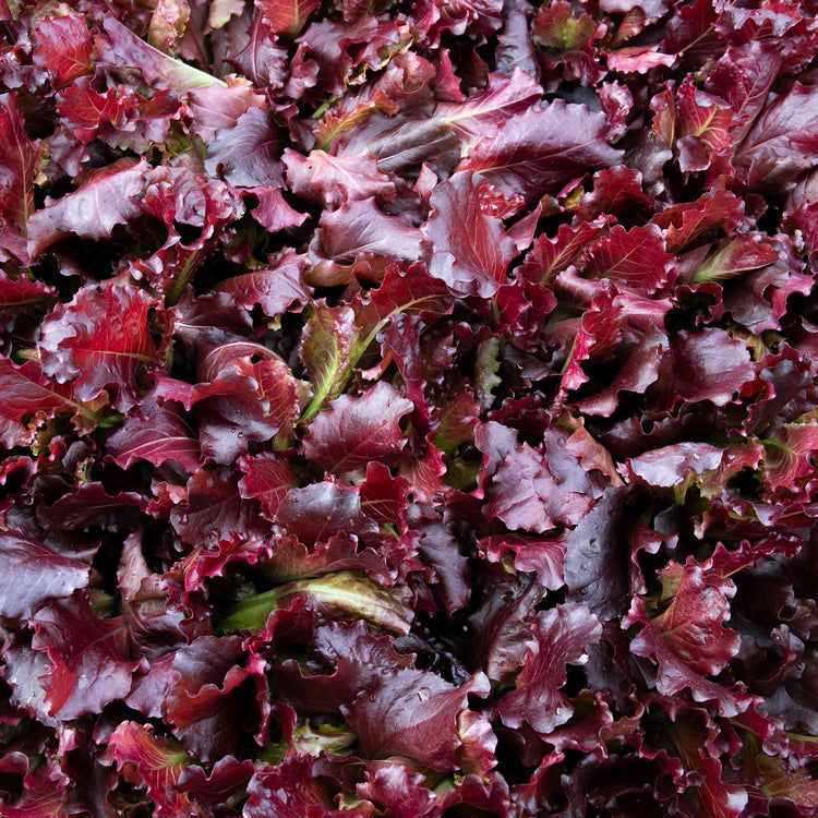 Lettuce Seeds 'Adelita II'