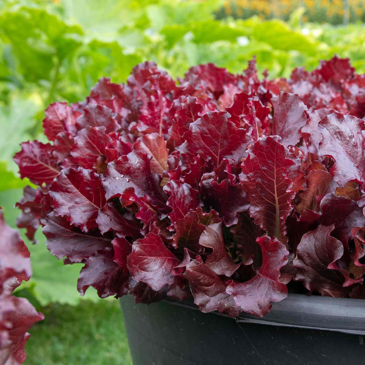 Lettuce Seeds 'Adelita II'